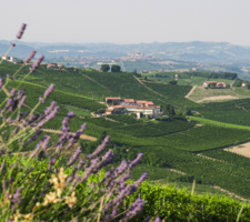 Langhe landscape Palas Cerequio